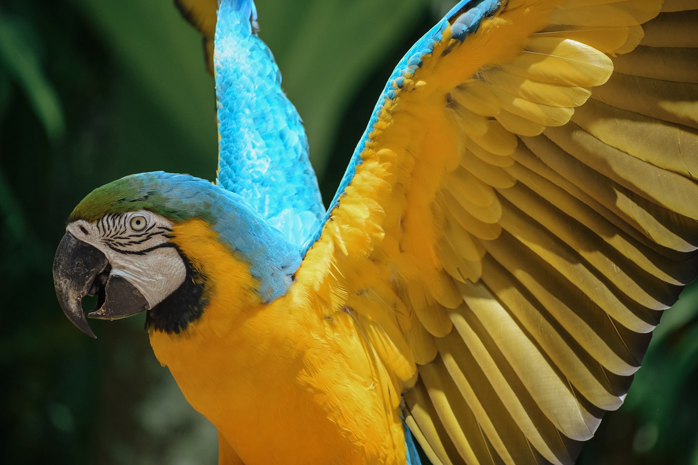 Arara-azul-grande em voo